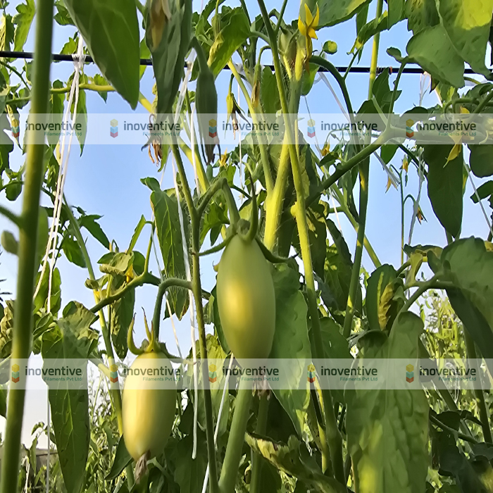 Agrosia PET Wire for Tomato Farming | 3mm Virgin PET Wire for Stronger Tomato Trellising